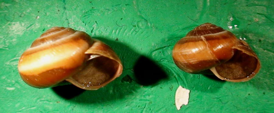 Gastropodi e Ambienti del Parco del Pollino